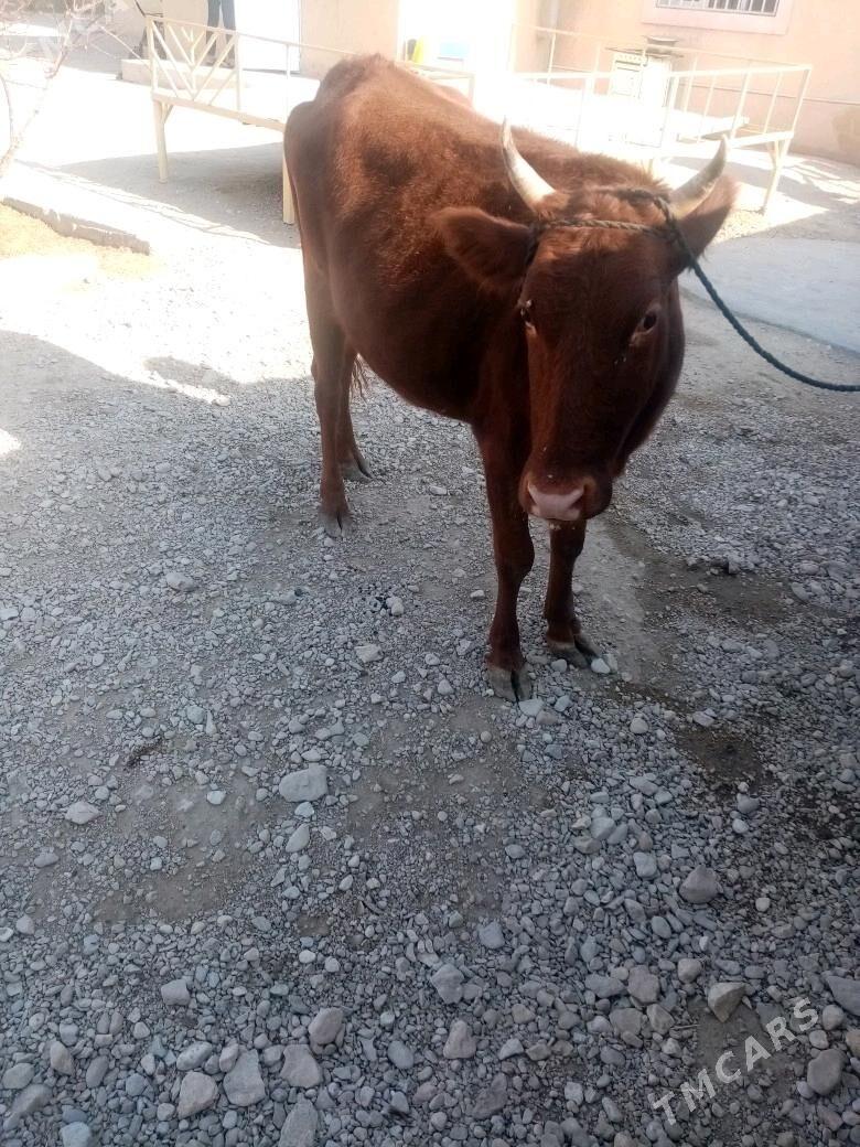 Gacar - Балканабат - img 4