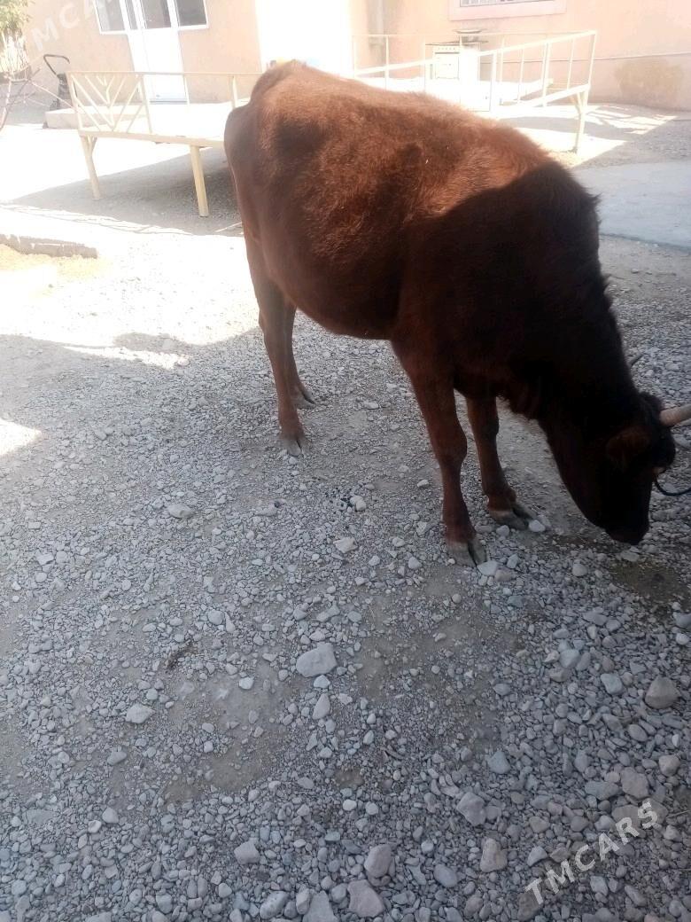 Gacar - Балканабат - img 5