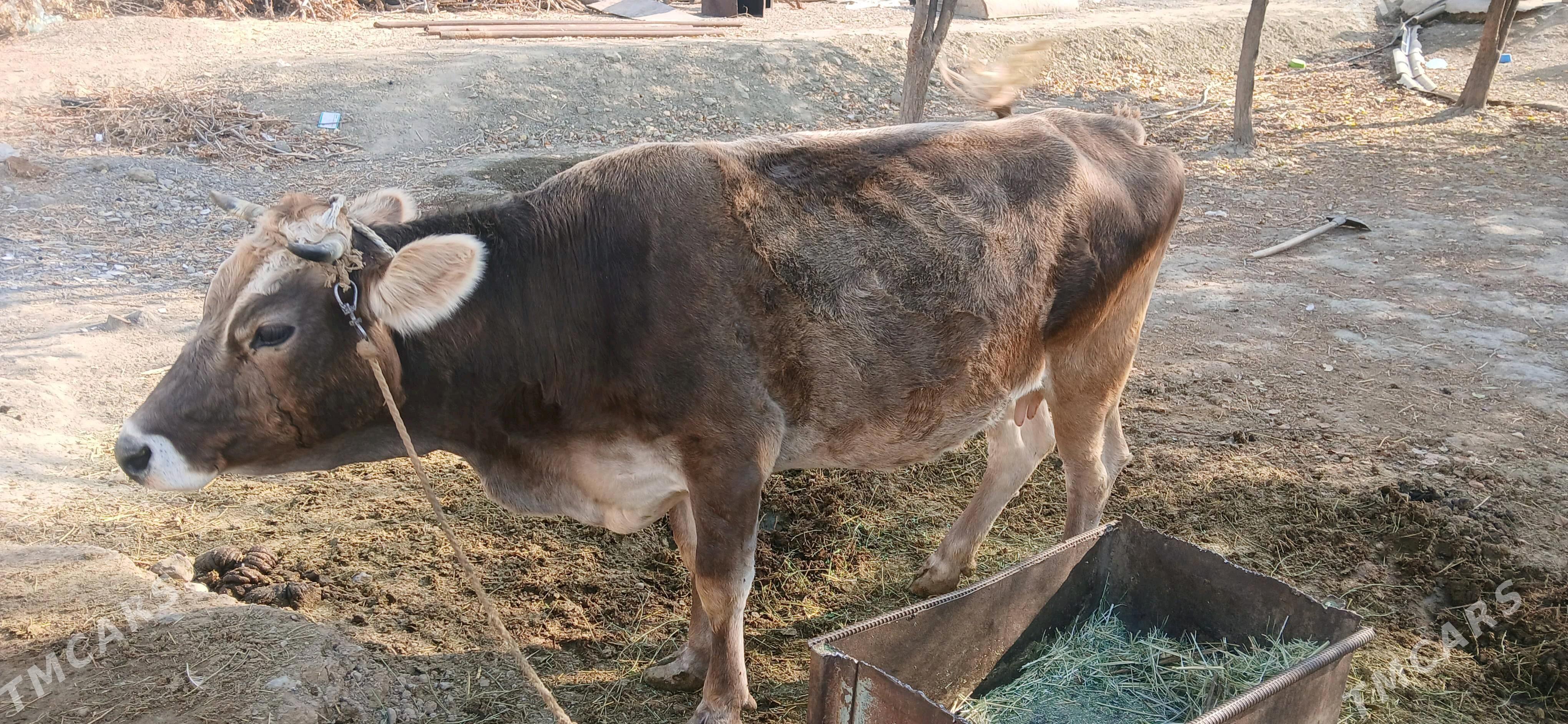 göleli sygyr - Бахарден - img 2