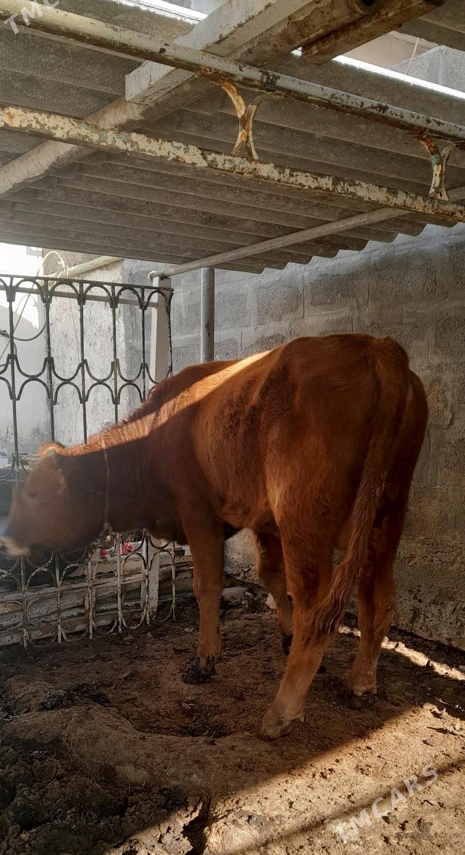 òkùz - Хитровка - img 3