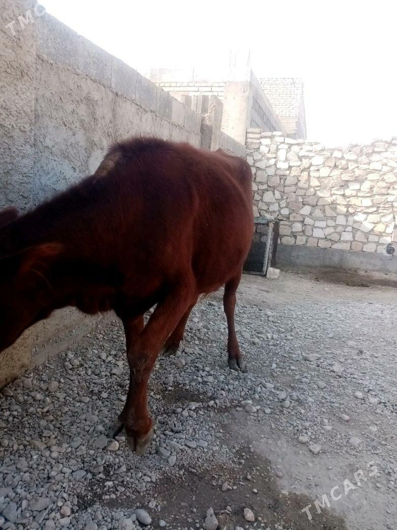 Gacar - Балканабат - img 6