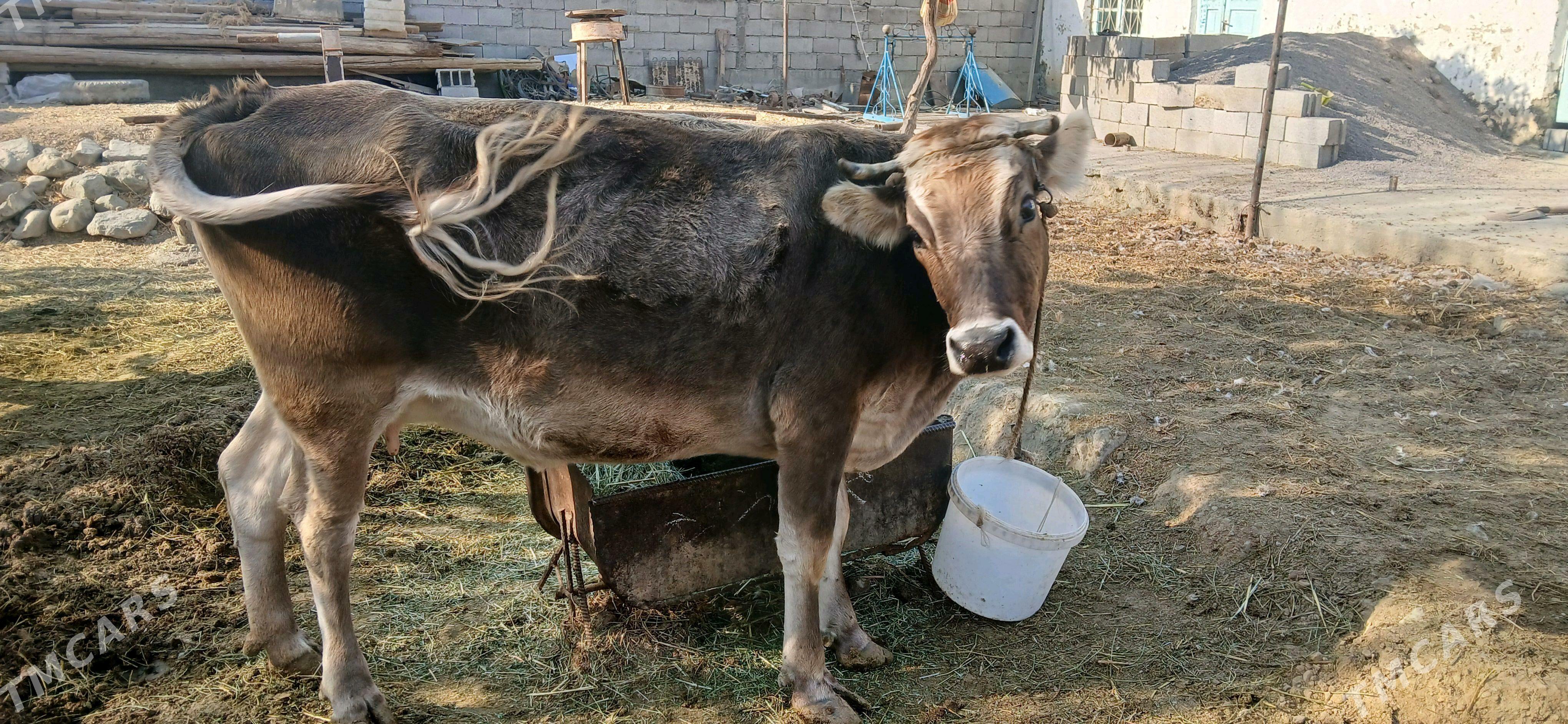 göleli sygyr - Бахарден - img 4