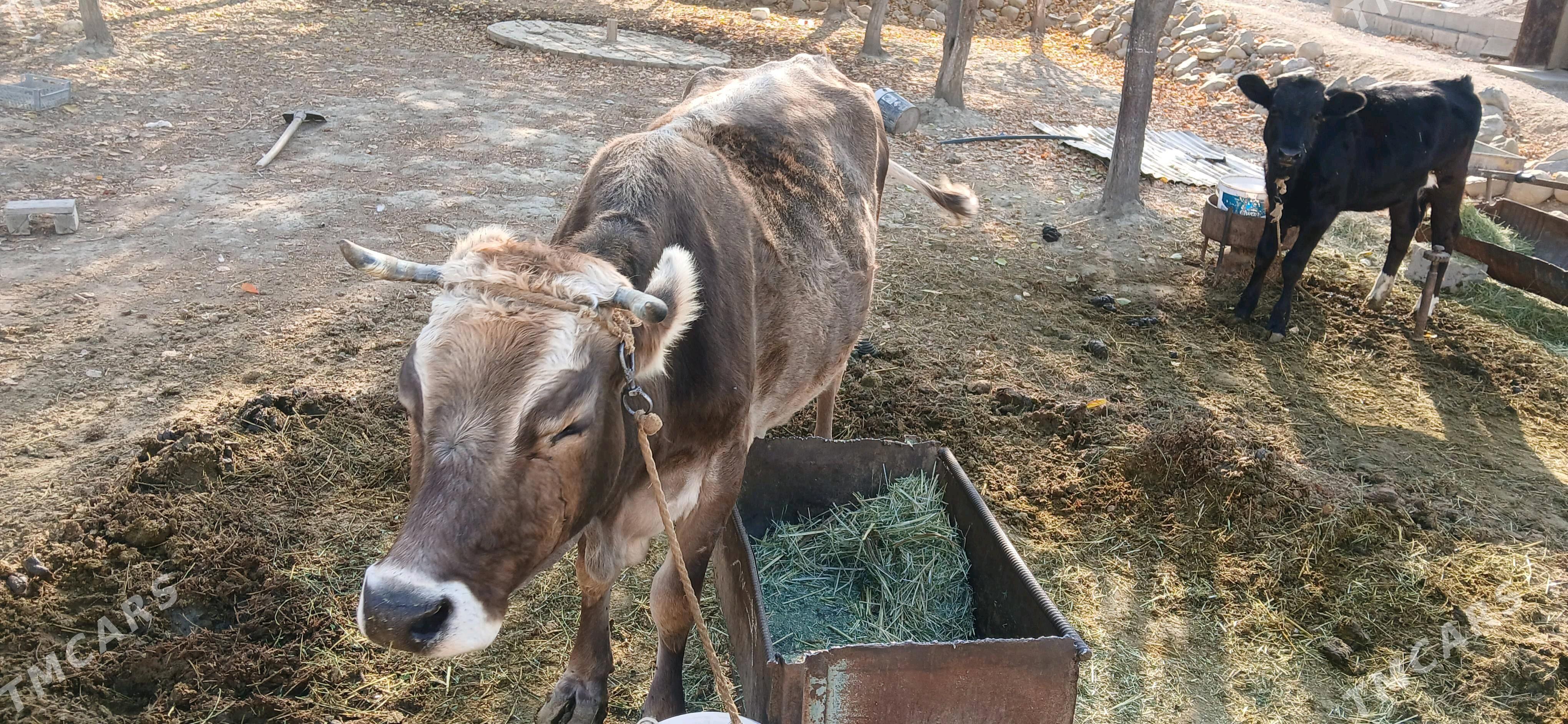 göleli sygyr - Бахарден - img 5