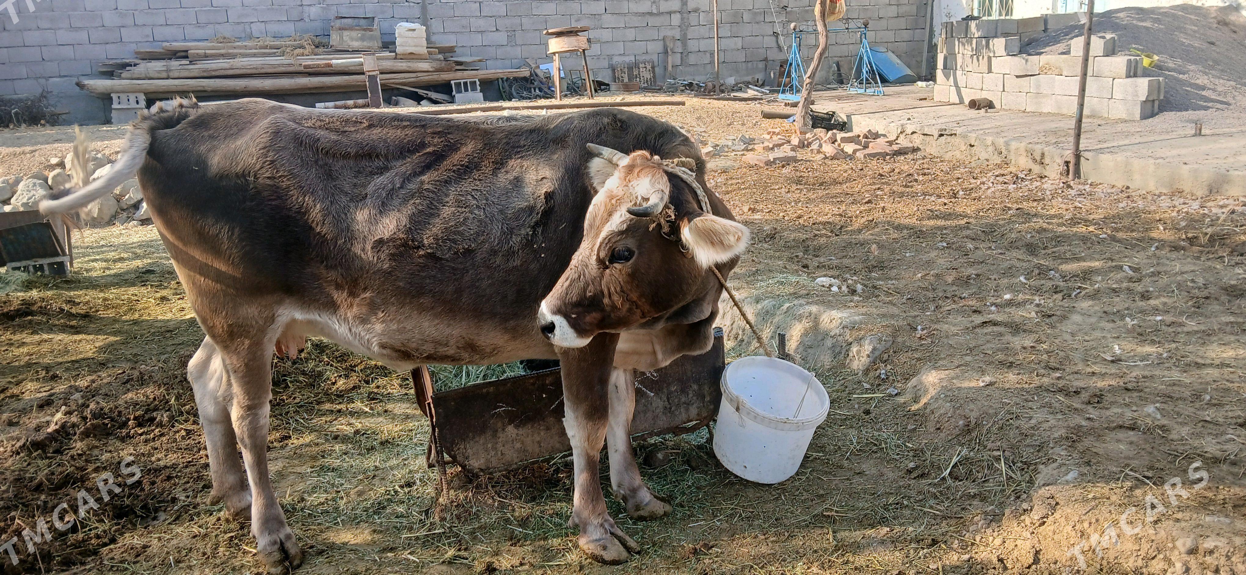 göleli sygyr - Бахарден - img 6