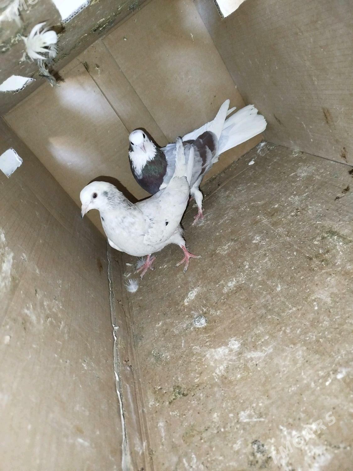 Кепдери - Podwoýski köç. (Bitarap Türkmenistan şaýoly) - img 6