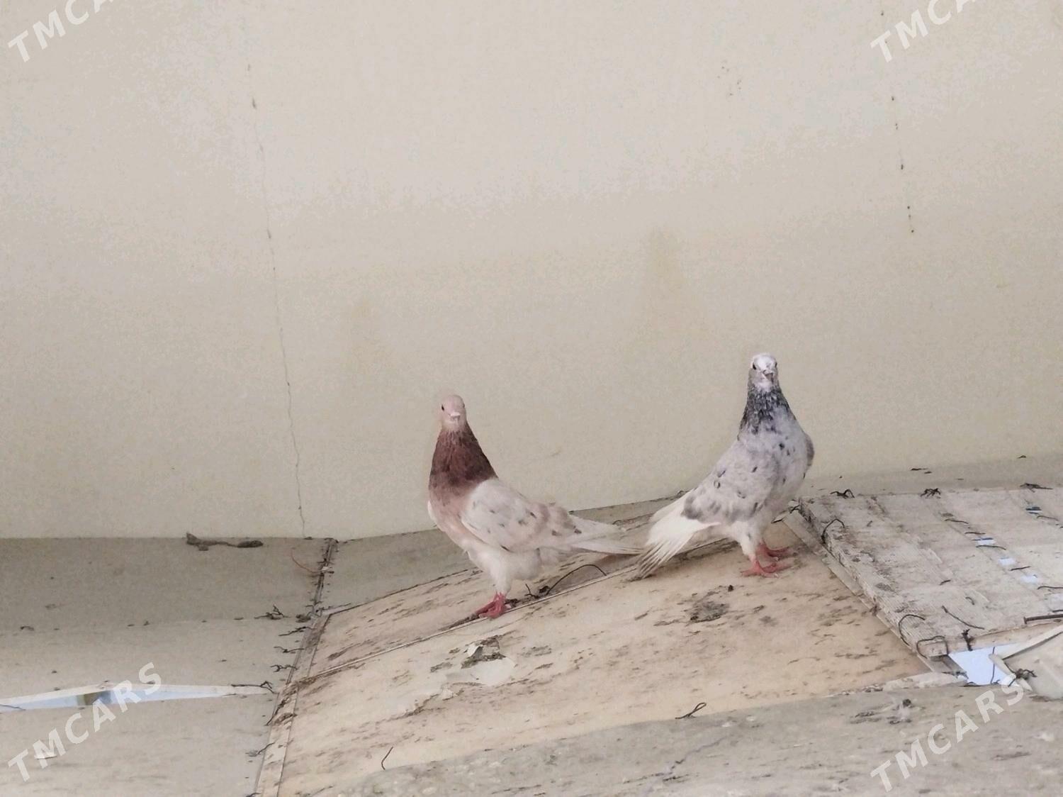 Кепдери - Podwoýski köç. (Bitarap Türkmenistan şaýoly) - img 2