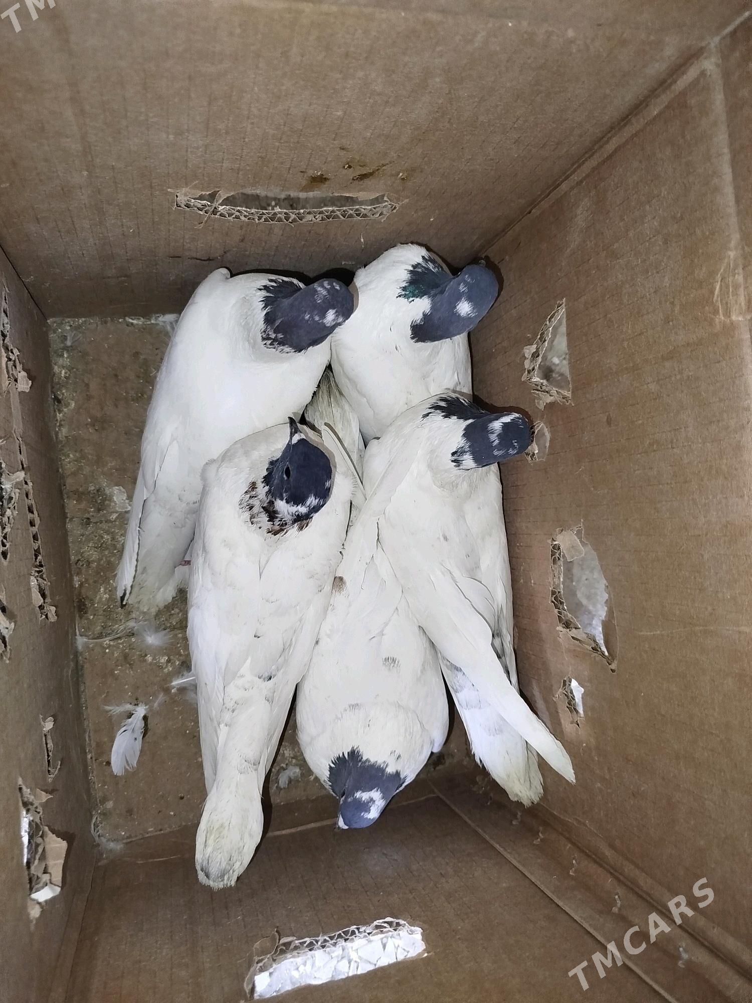 Кепдери - Podwoýski köç. (Bitarap Türkmenistan şaýoly) - img 7