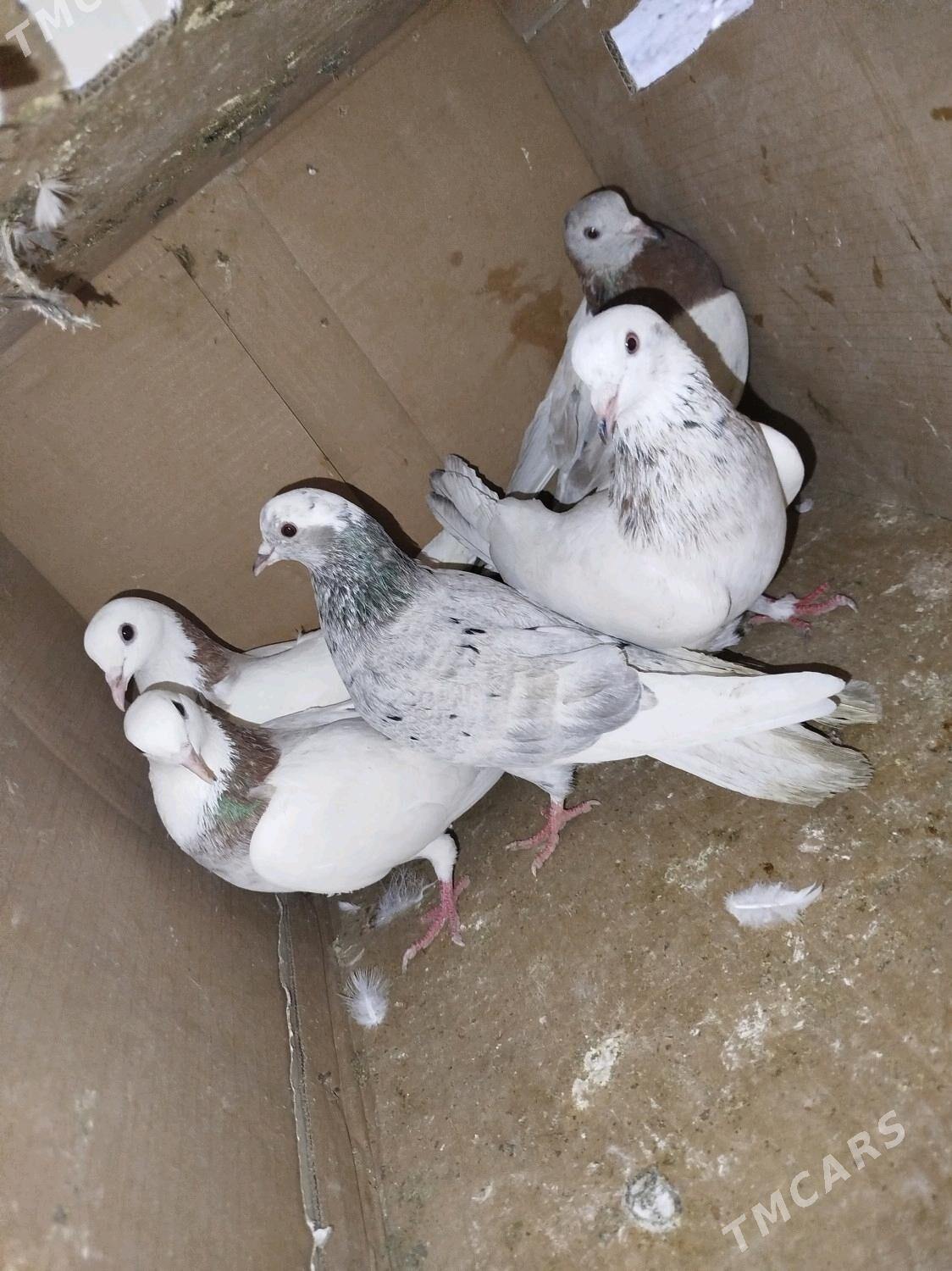 Кепдери - Podwoýski köç. (Bitarap Türkmenistan şaýoly) - img 8