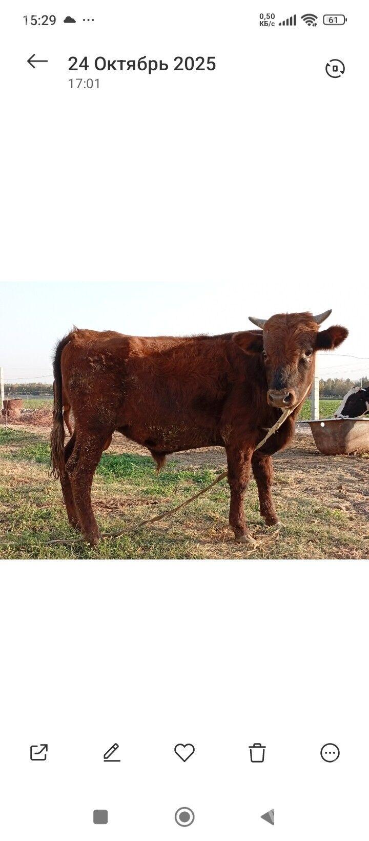 okuz - Кипджак - img 2