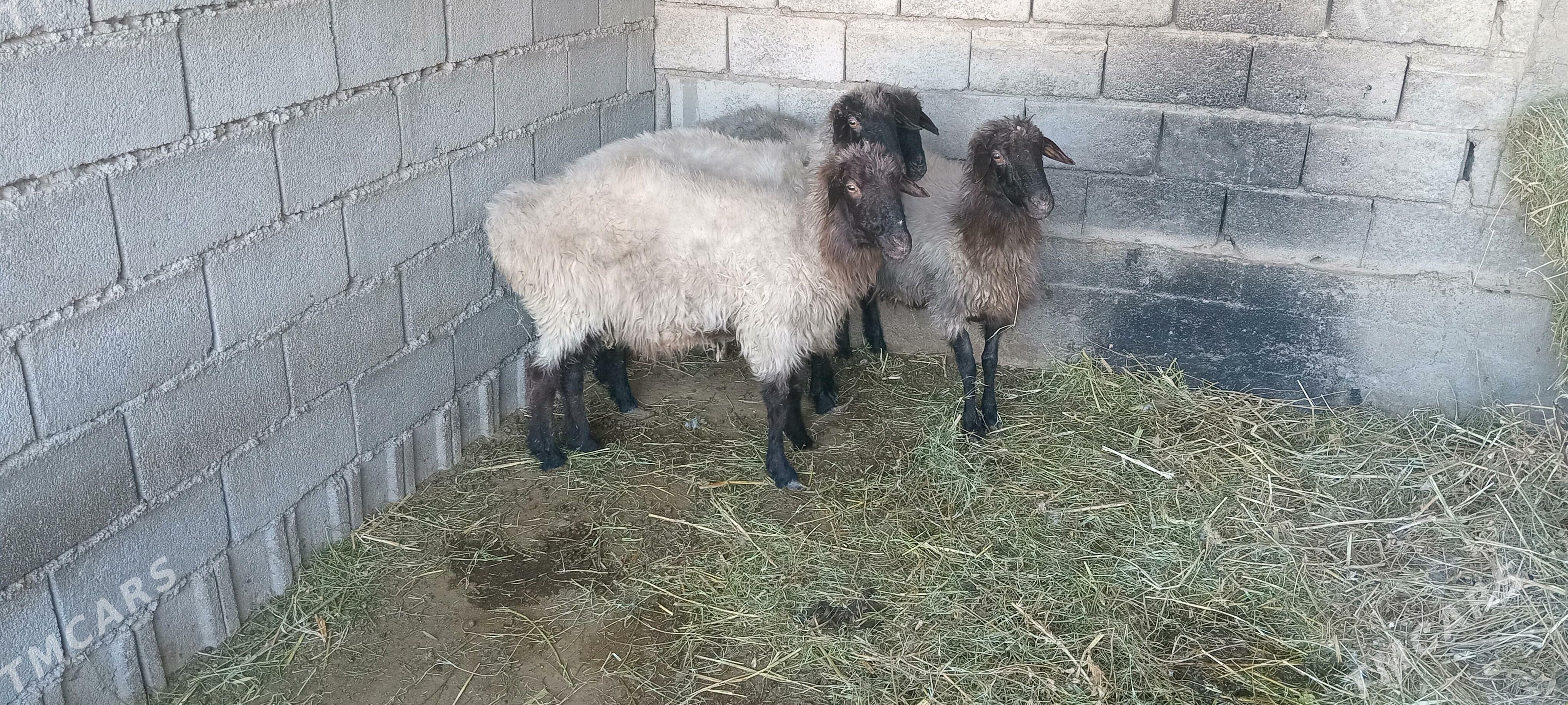 Satlyk  goýun - Änew - img 2