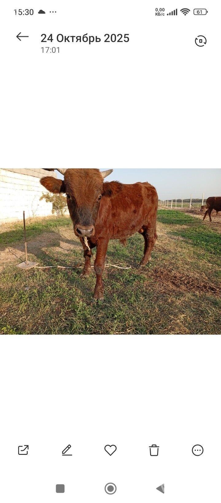 okuz - Кипджак - img 4