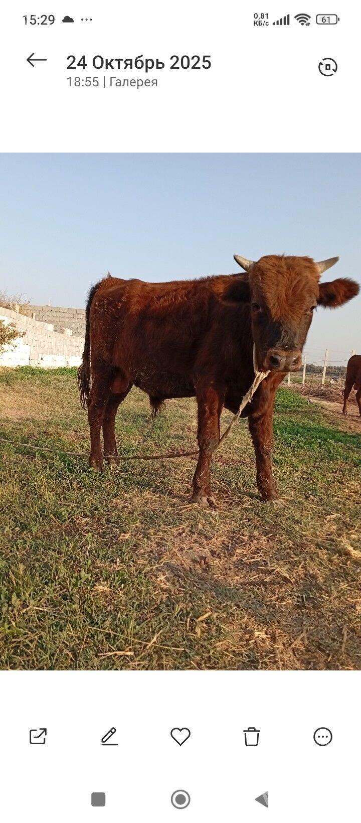 okuz - Кипджак - img 3