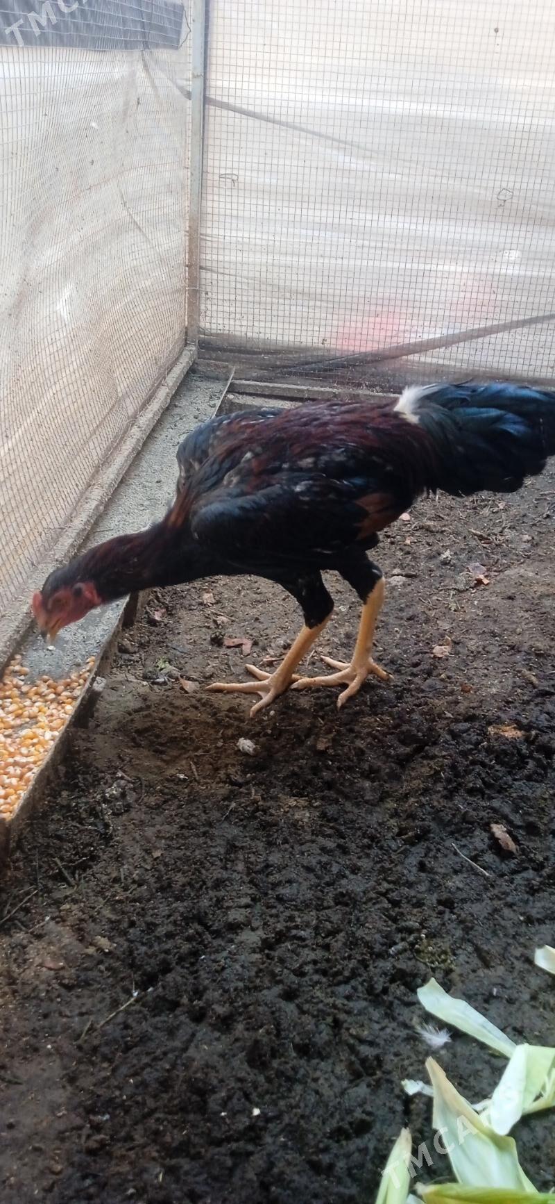 ÖZBEK+DUŞMAN - Фарап - img 7