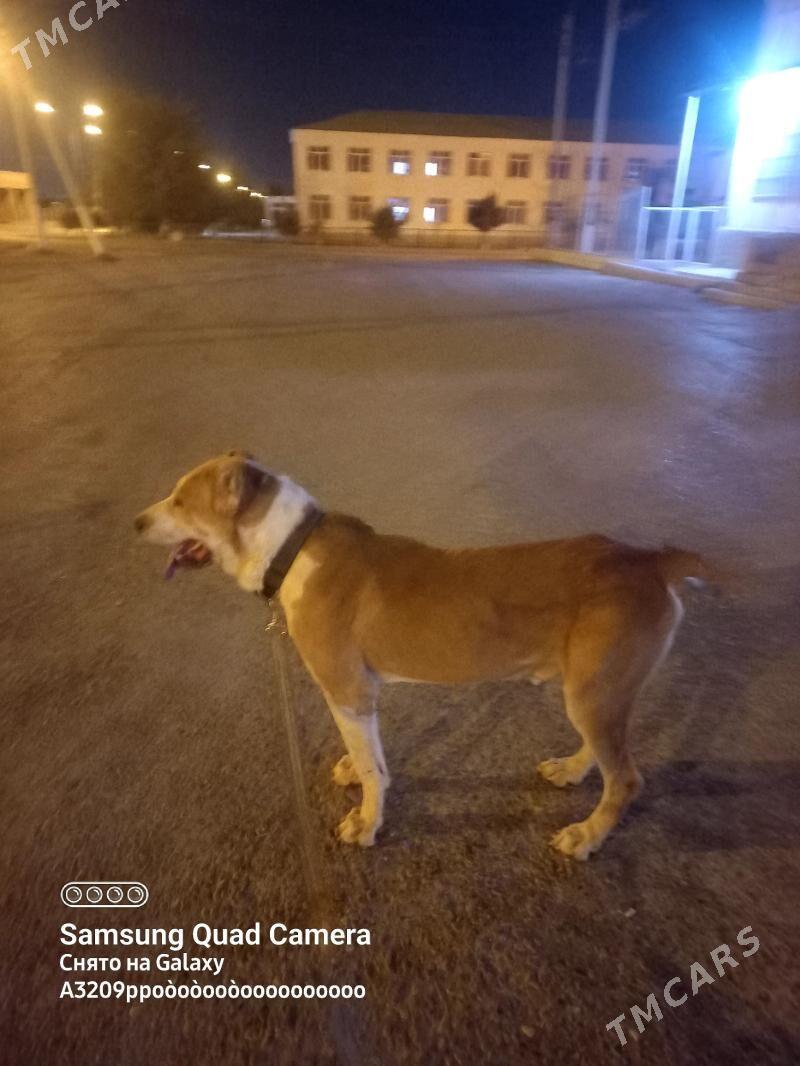 Baron - Aşgabat - img 3