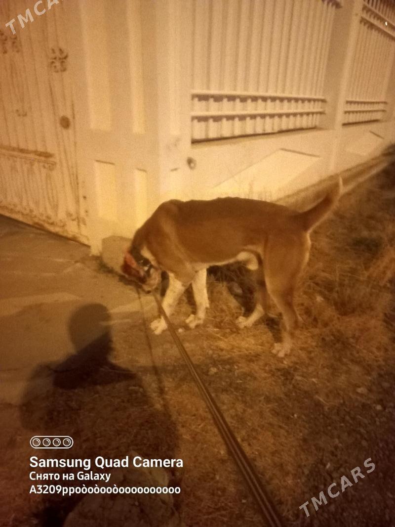 Baron - Aşgabat - img 2