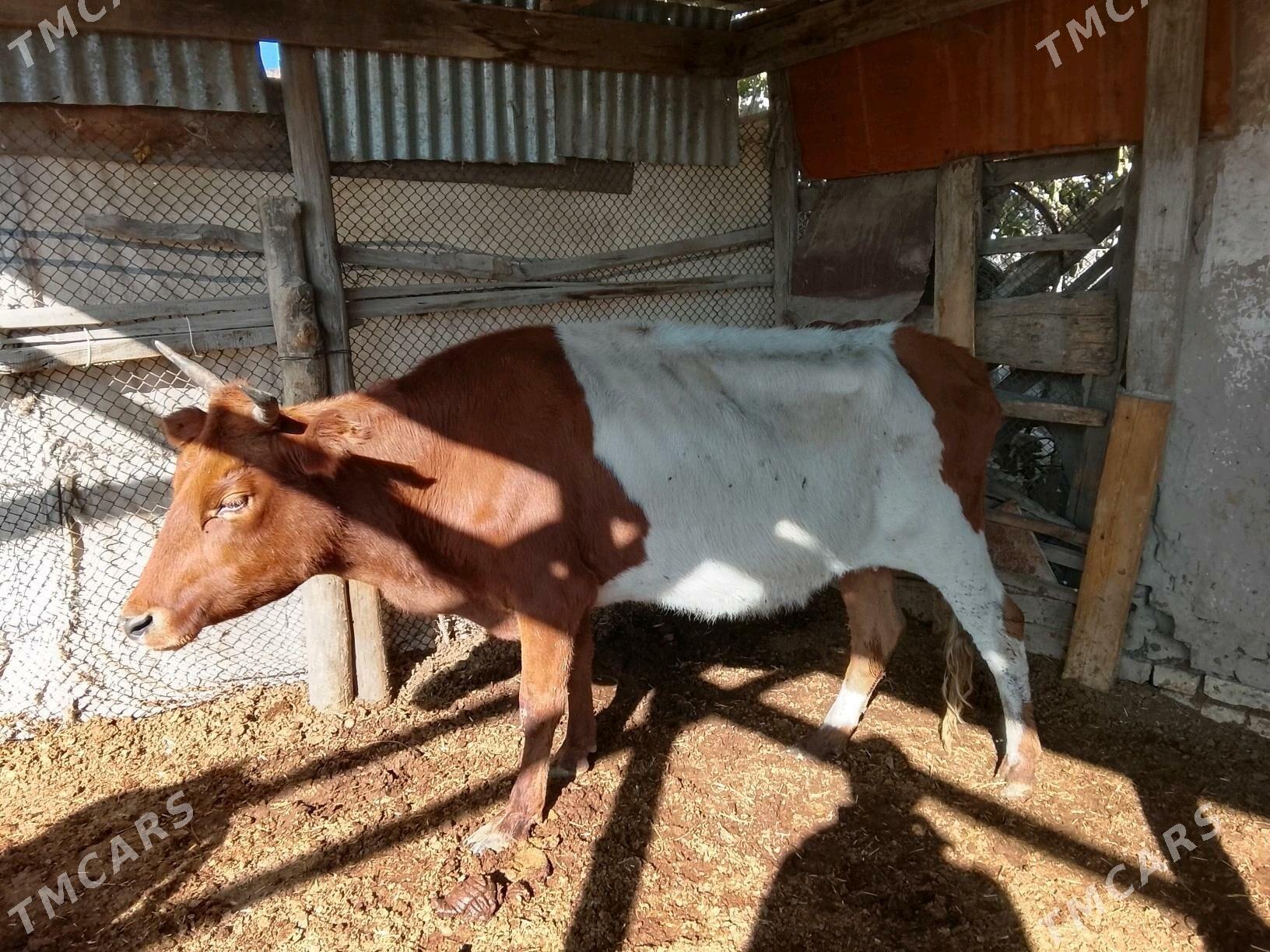 Богазсыгырлар - Murgap - img 2