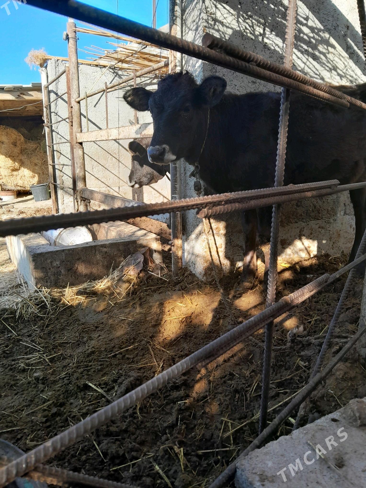 tuwe - Ак-Бугдайский этрап - img 2