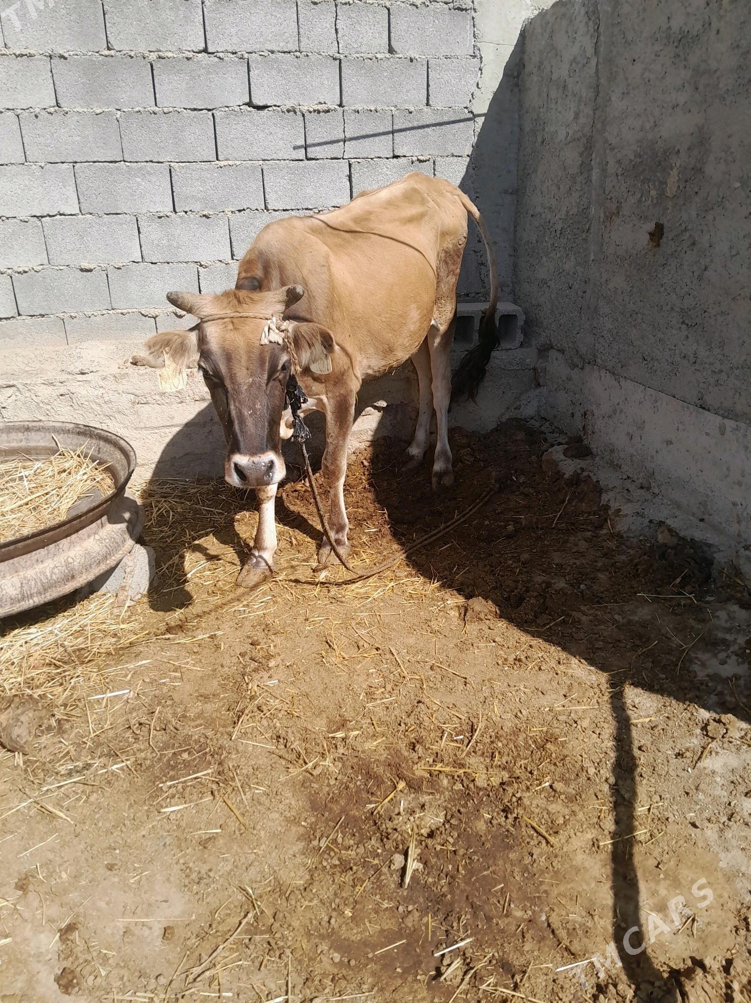 tuwe - Ак-Бугдайский этрап - img 5