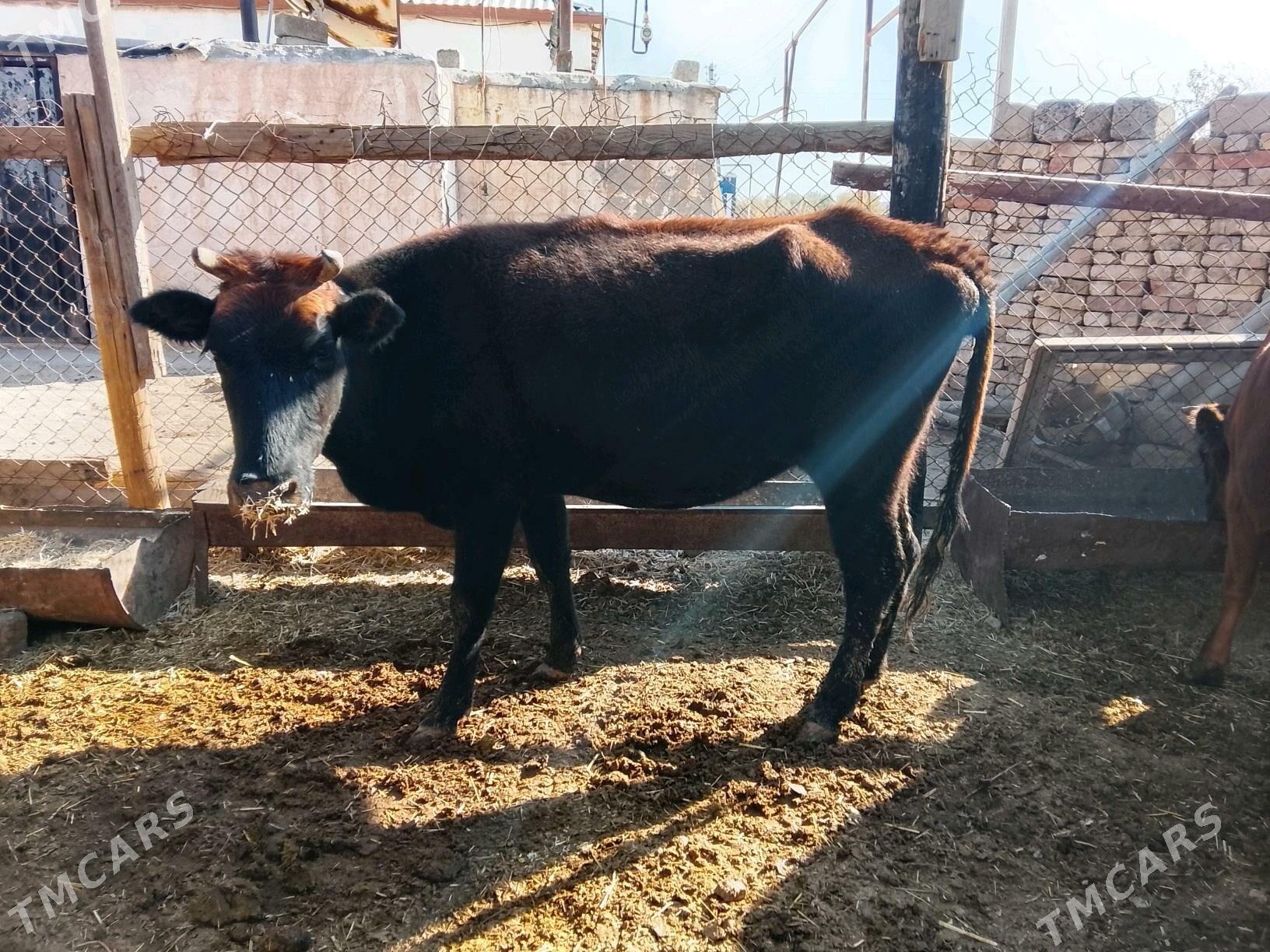 Богазсыгырлар - Murgap - img 5