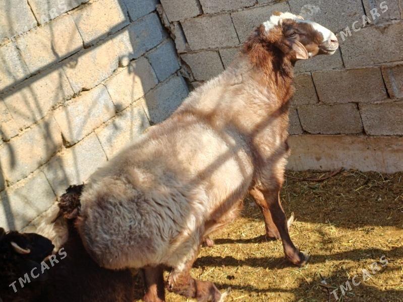 Goç dayow goç 80kg - Кипджак - img 4