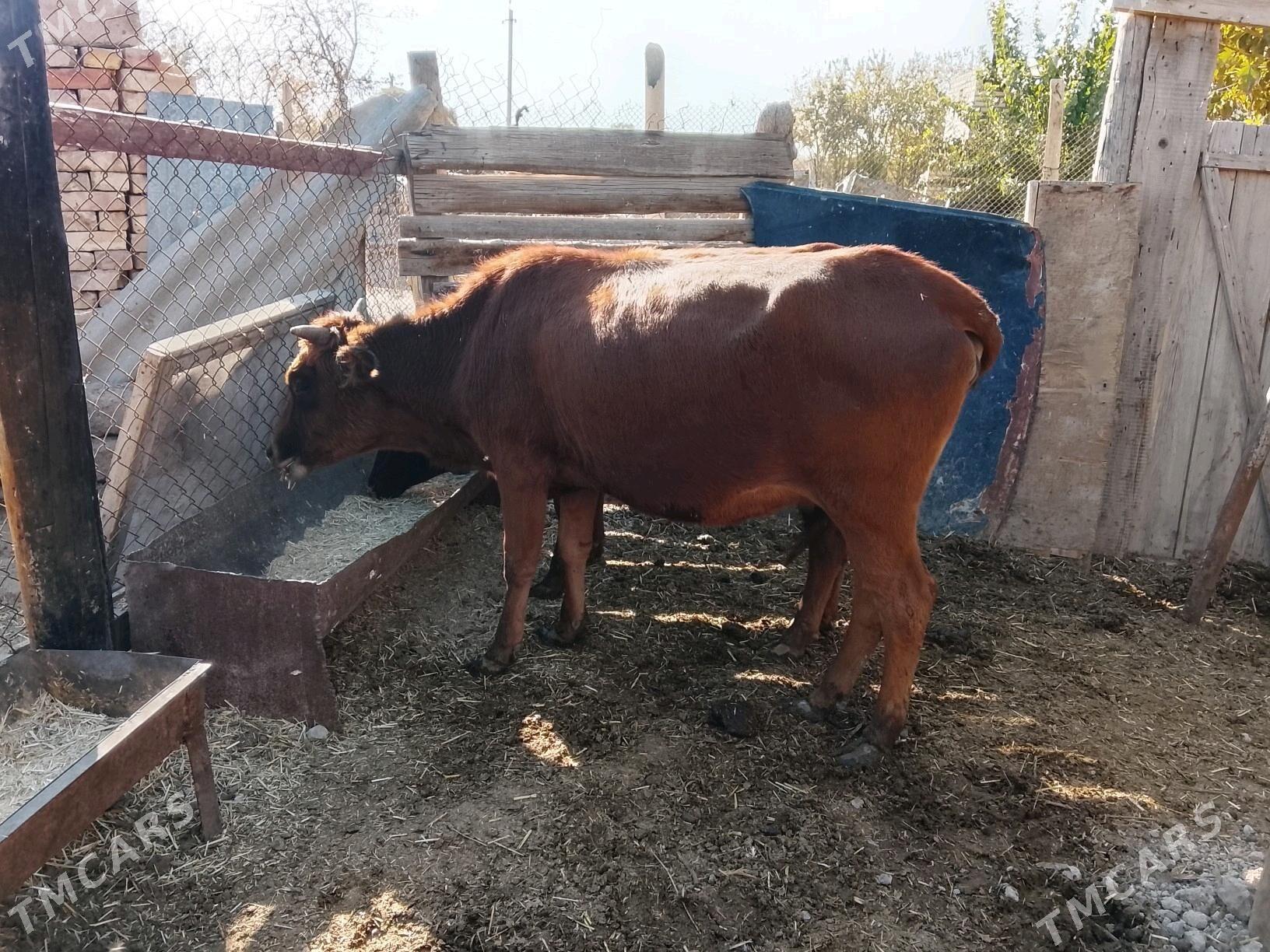 Богазсыгырлар - Murgap - img 3