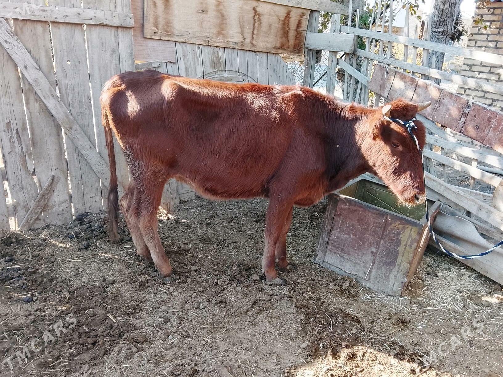 Богазсыгырлар - Murgap - img 6