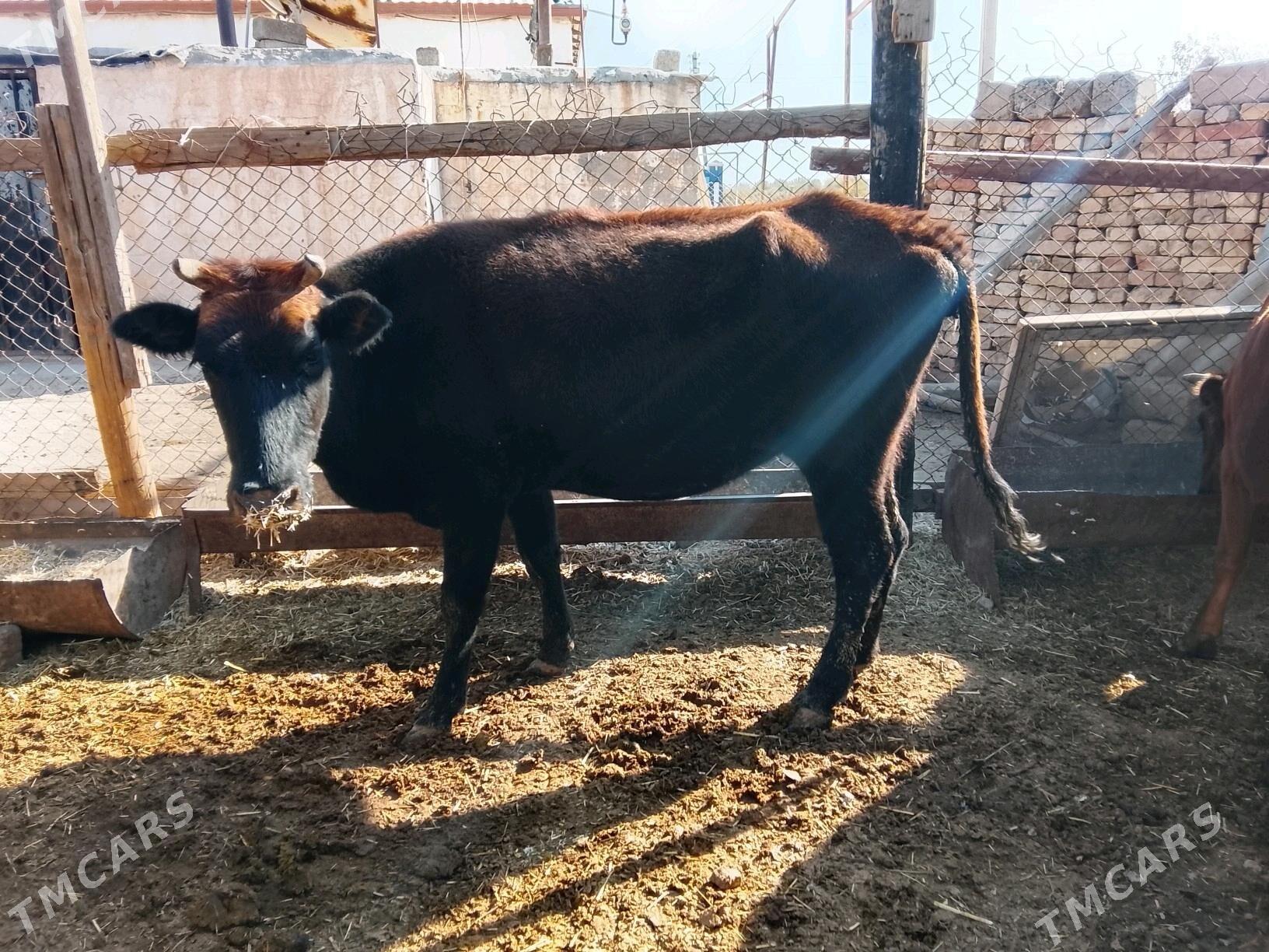 Богазсыгырлар - Murgap - img 4