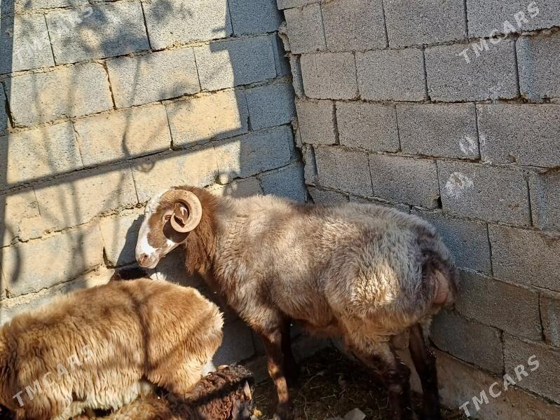 Goç dayow goç 80kg - Кипджак - img 3