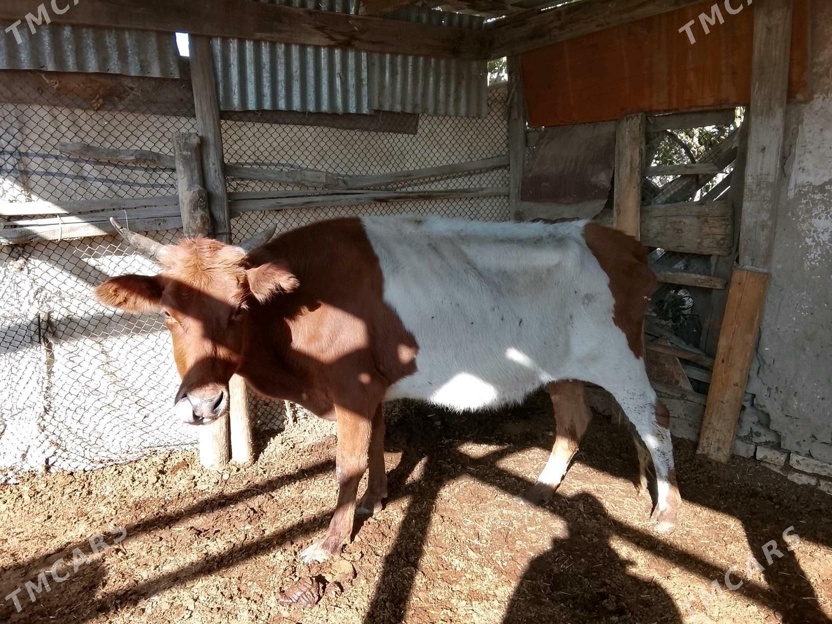 Богазсыгырлар - Murgap - img 7