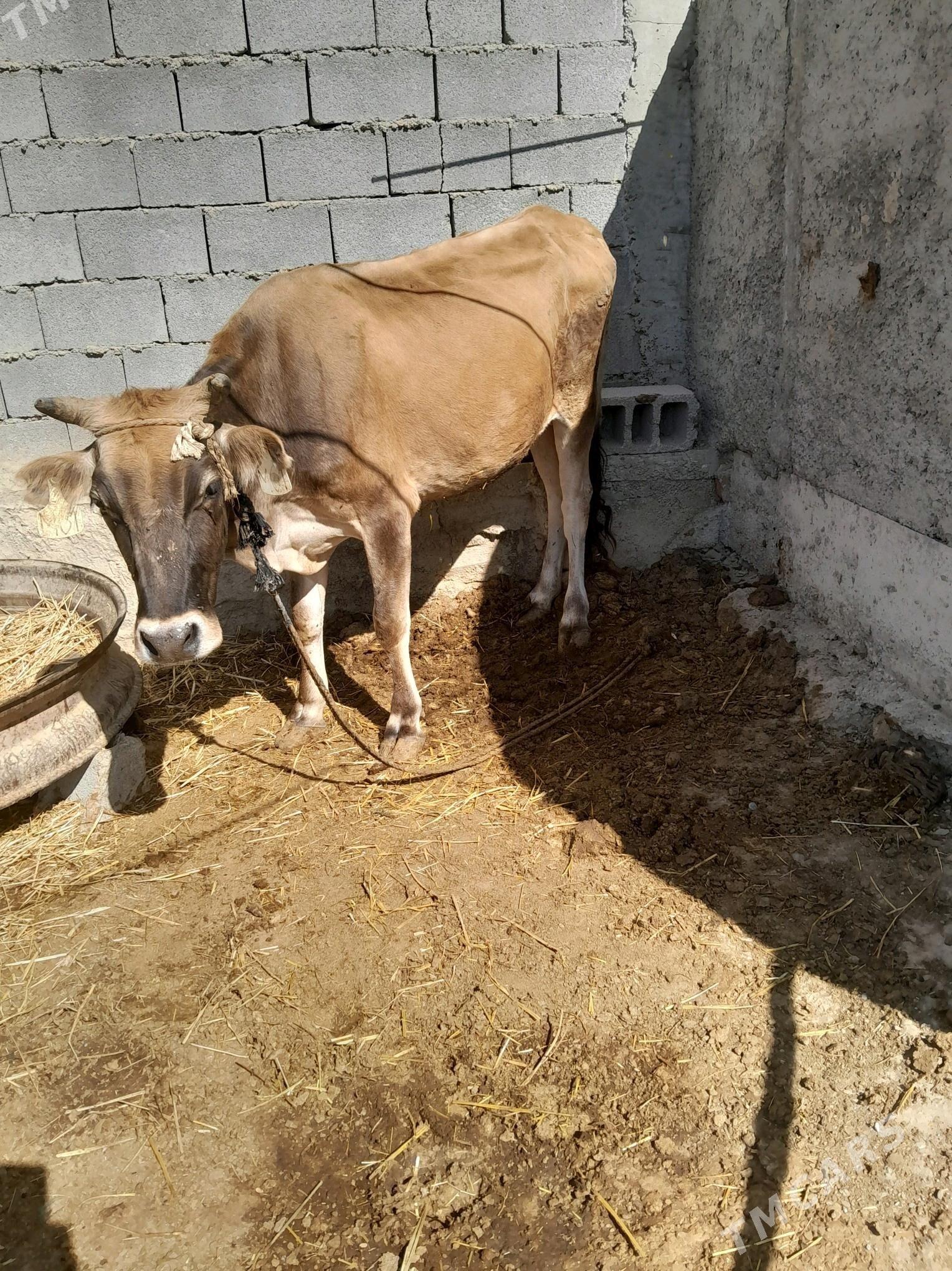 tuwe - Ак-Бугдайский этрап - img 4