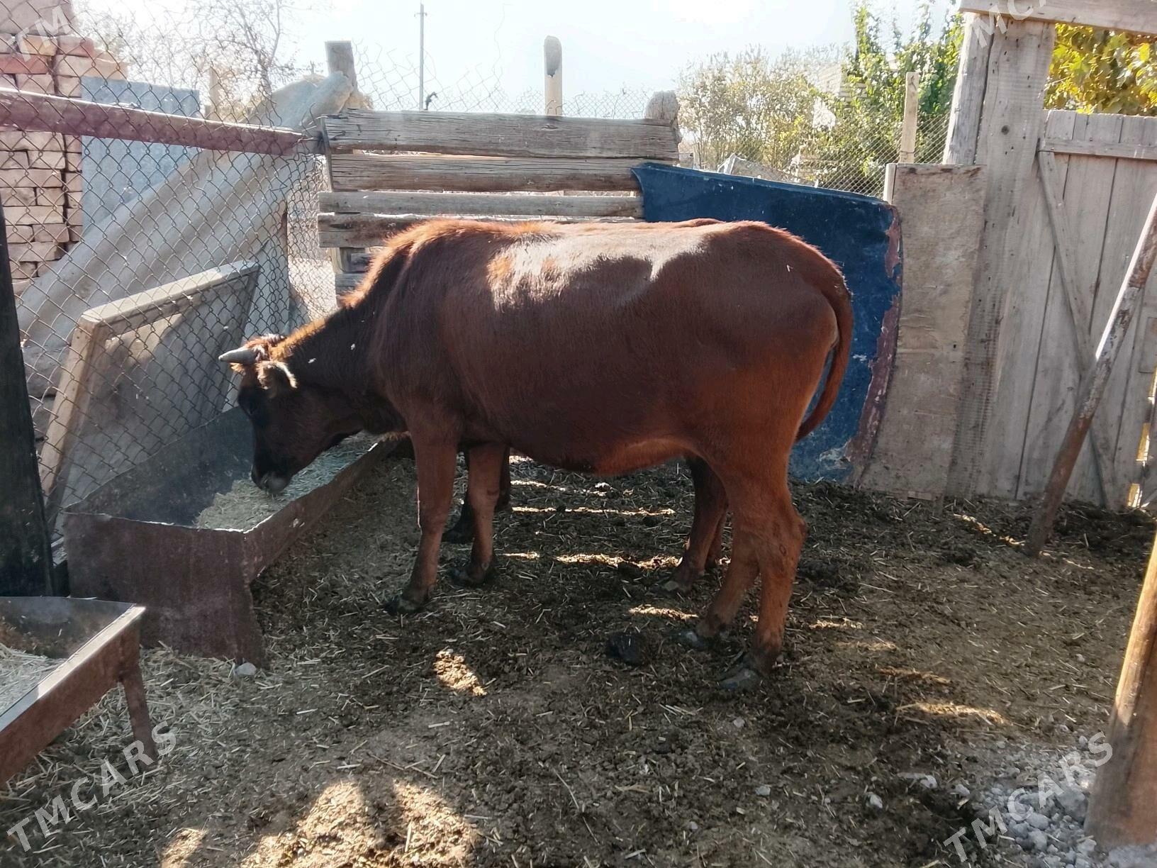 Богазсыгырлар - Murgap - img 8