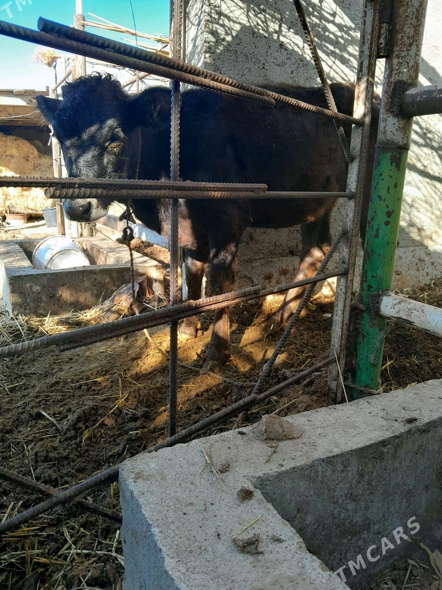 tuwe - Ак-Бугдайский этрап - img 3