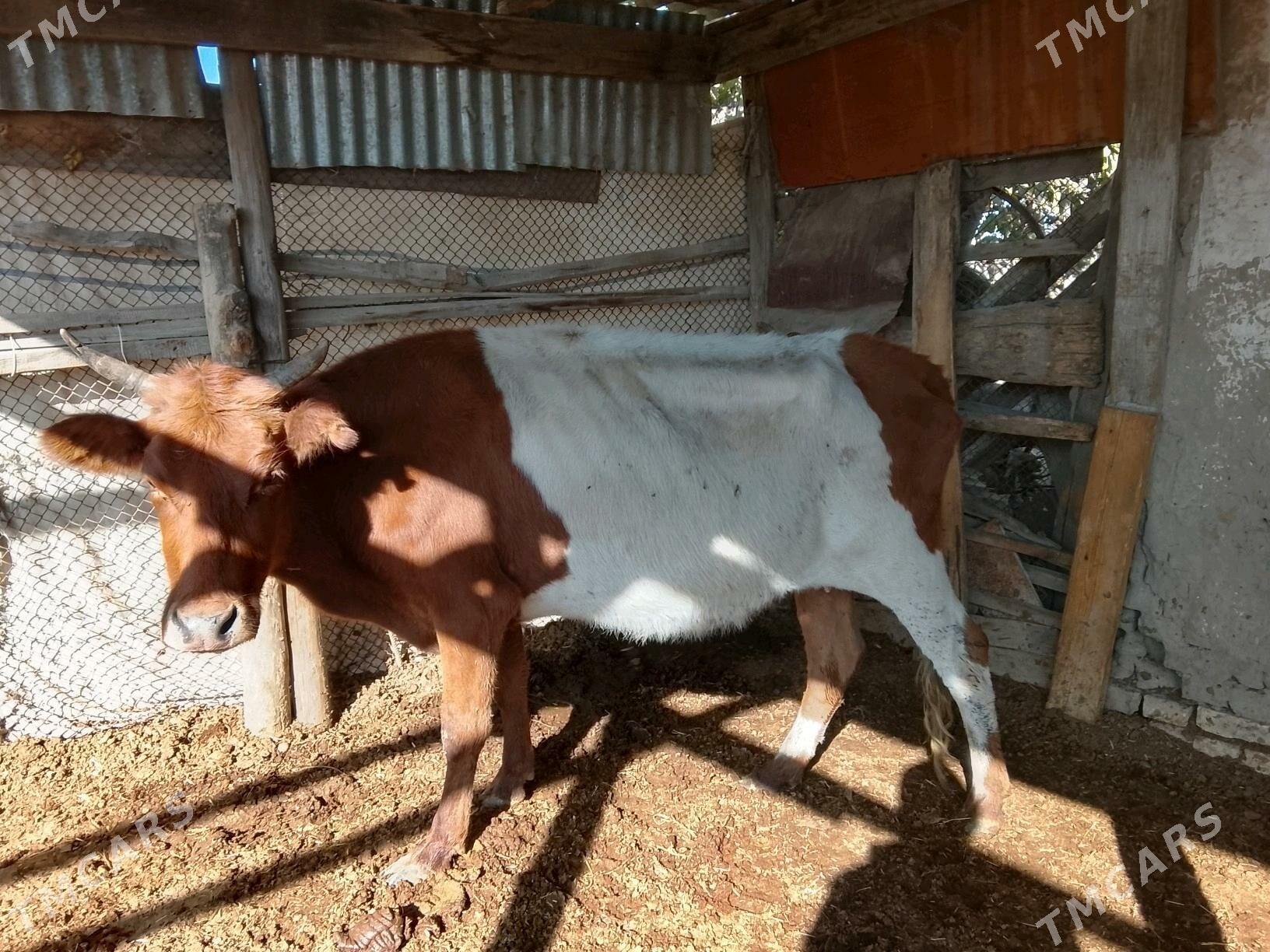 Богазсыгырлар - Murgap - img 9