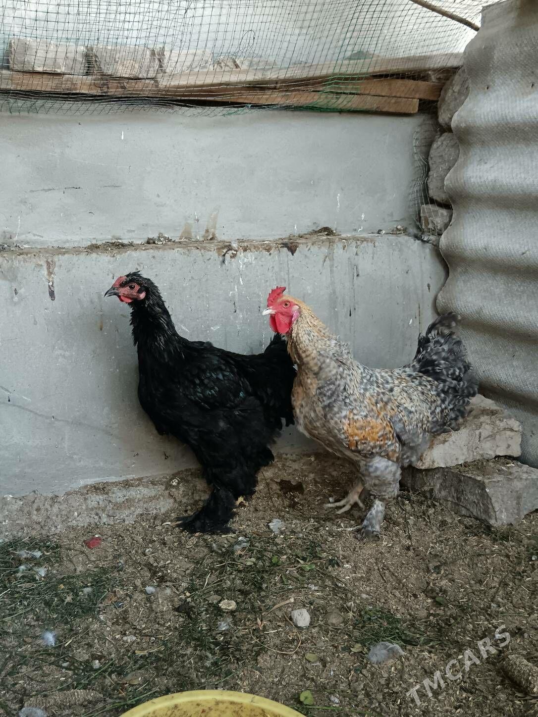 Horaz gara Brama, Dominat - Bagyr - img 2