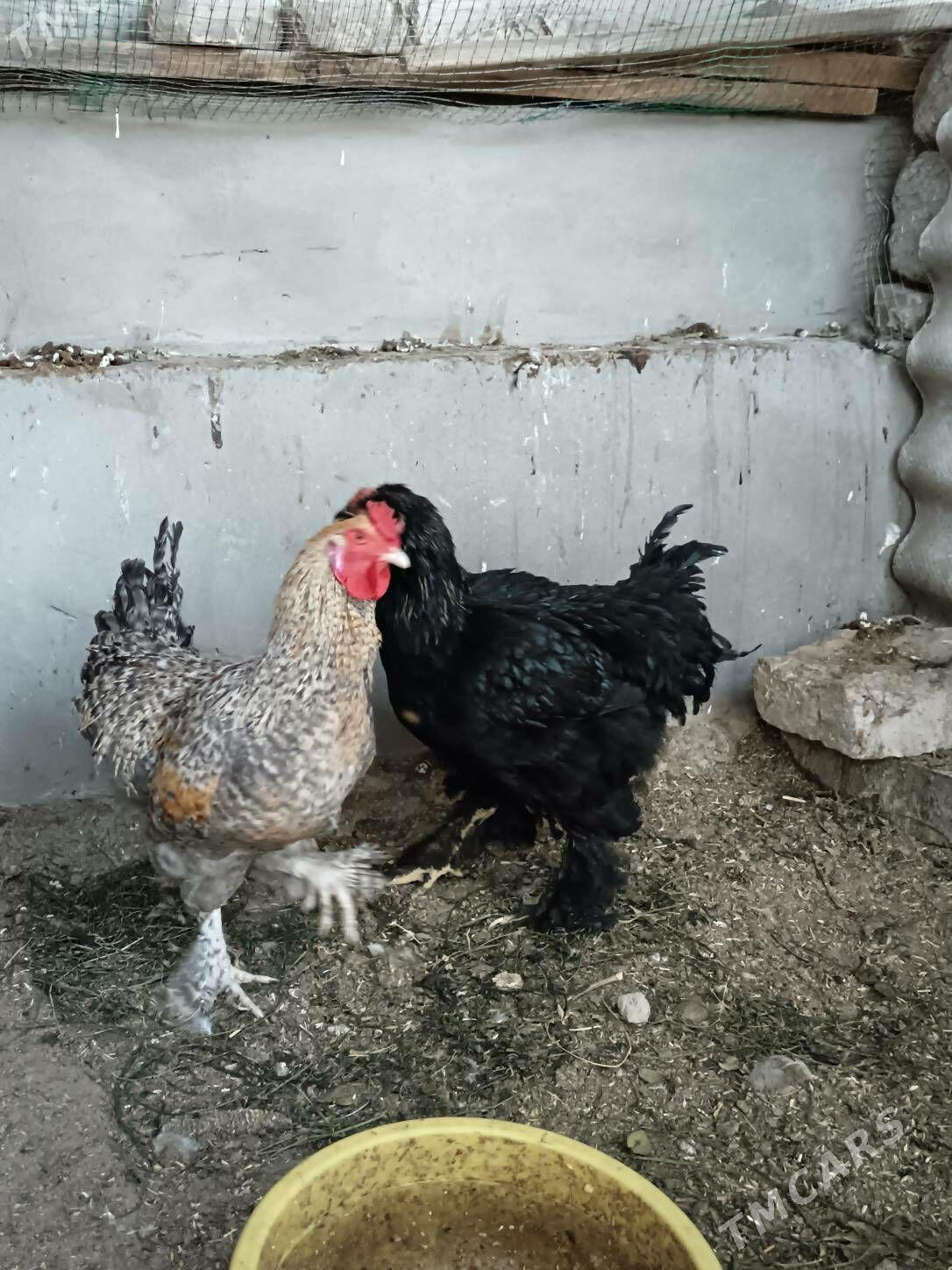 Horaz gara Brama, Dominat - Bagyr - img 7