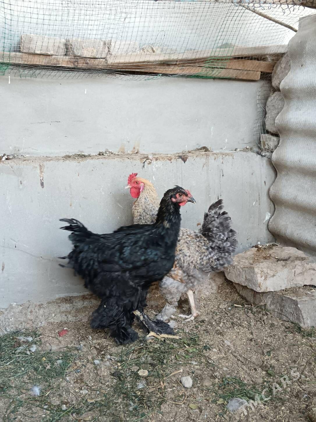 Horaz gara Brama, Dominat - Bagyr - img 5