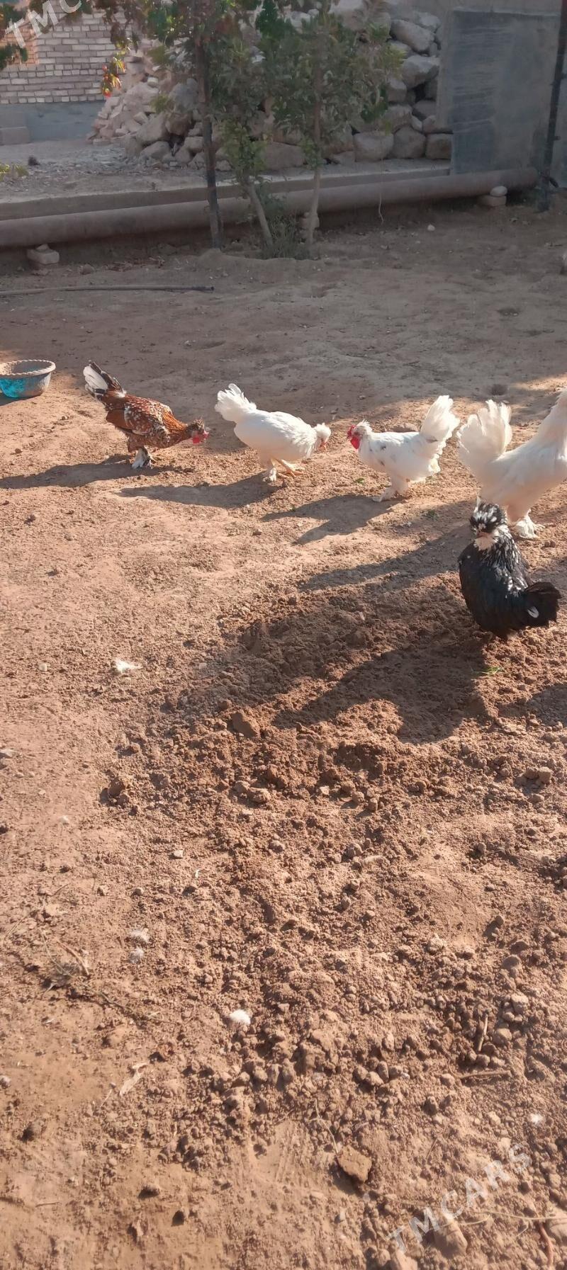 KARLIK TOWUK - Tejen - img 3