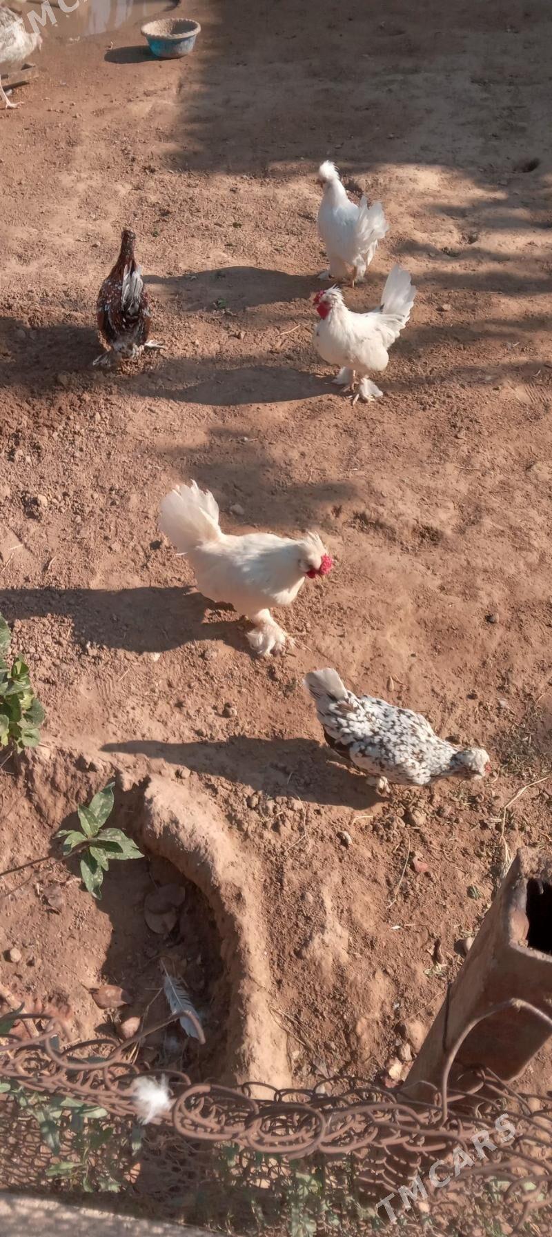 KARLIK TOWUK - Tejen - img 4