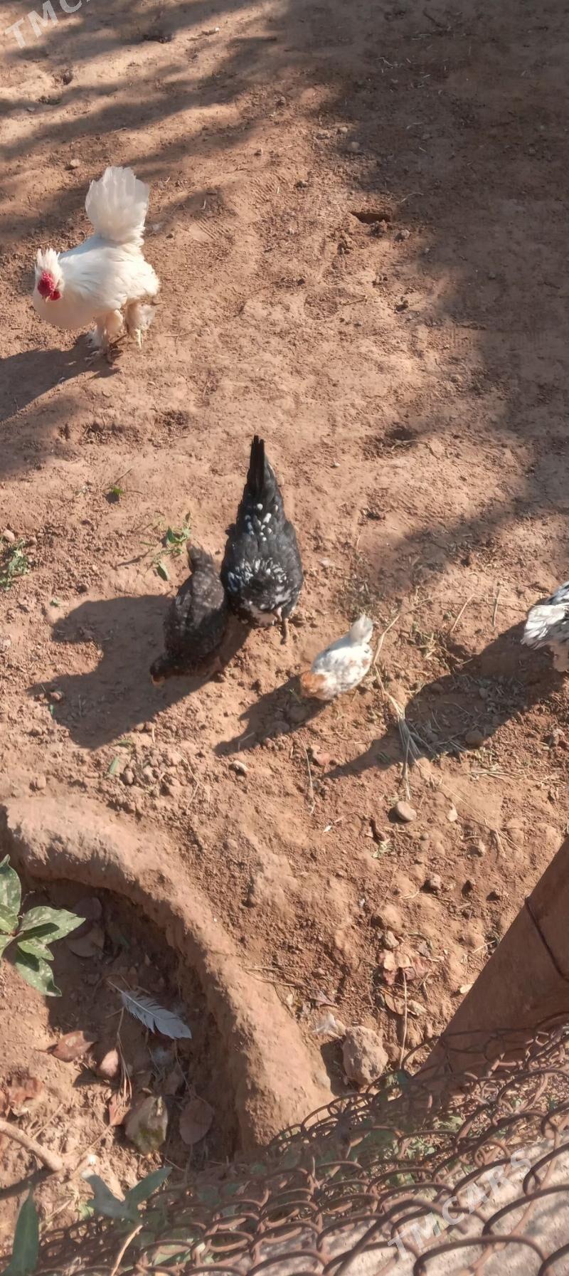 KARLIK TOWUK - Tejen - img 2