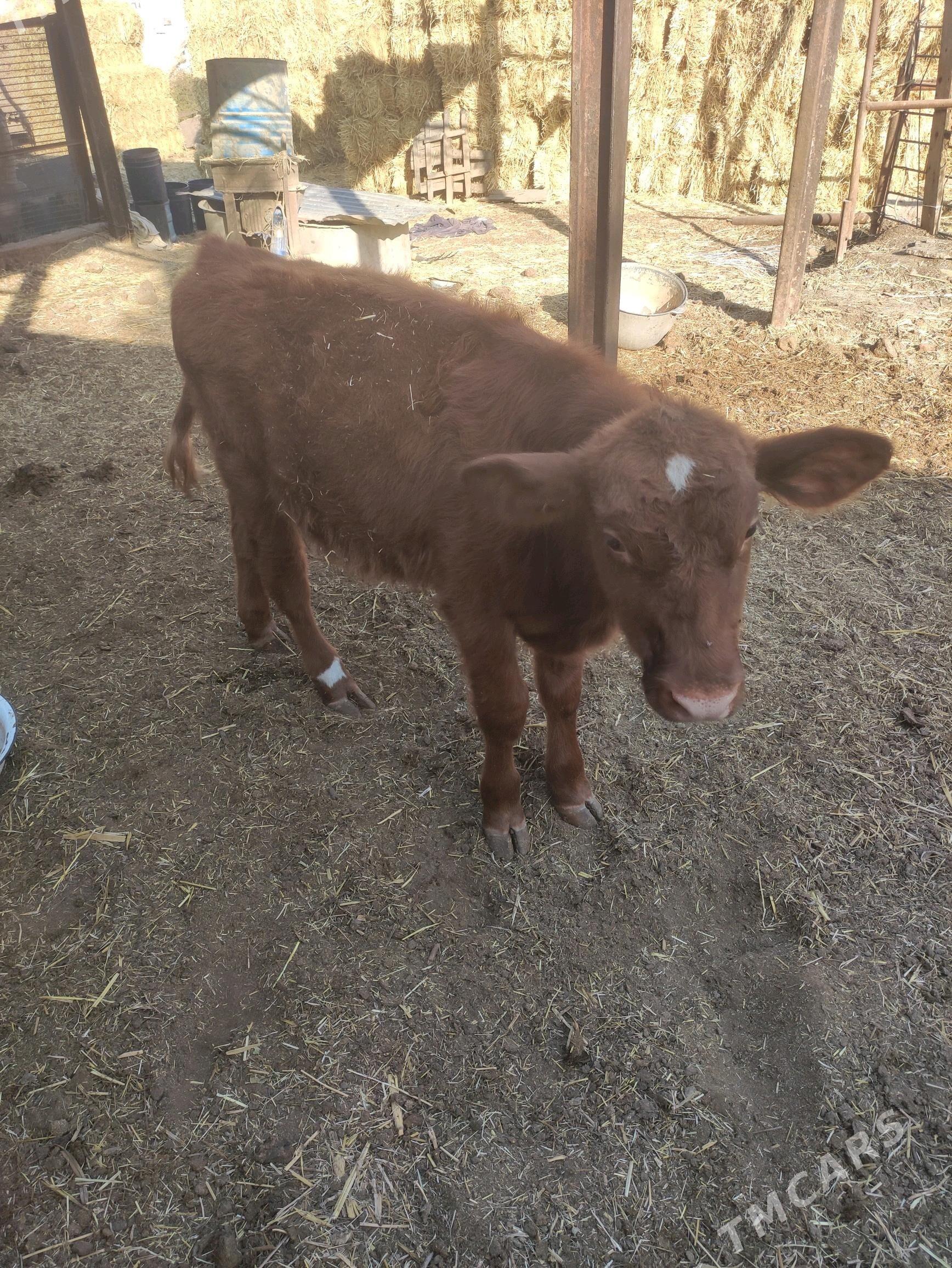 лимузин окузче - Фарап - img 2