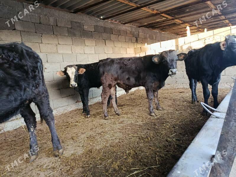 okuz ler - Büzmeýin - img 4