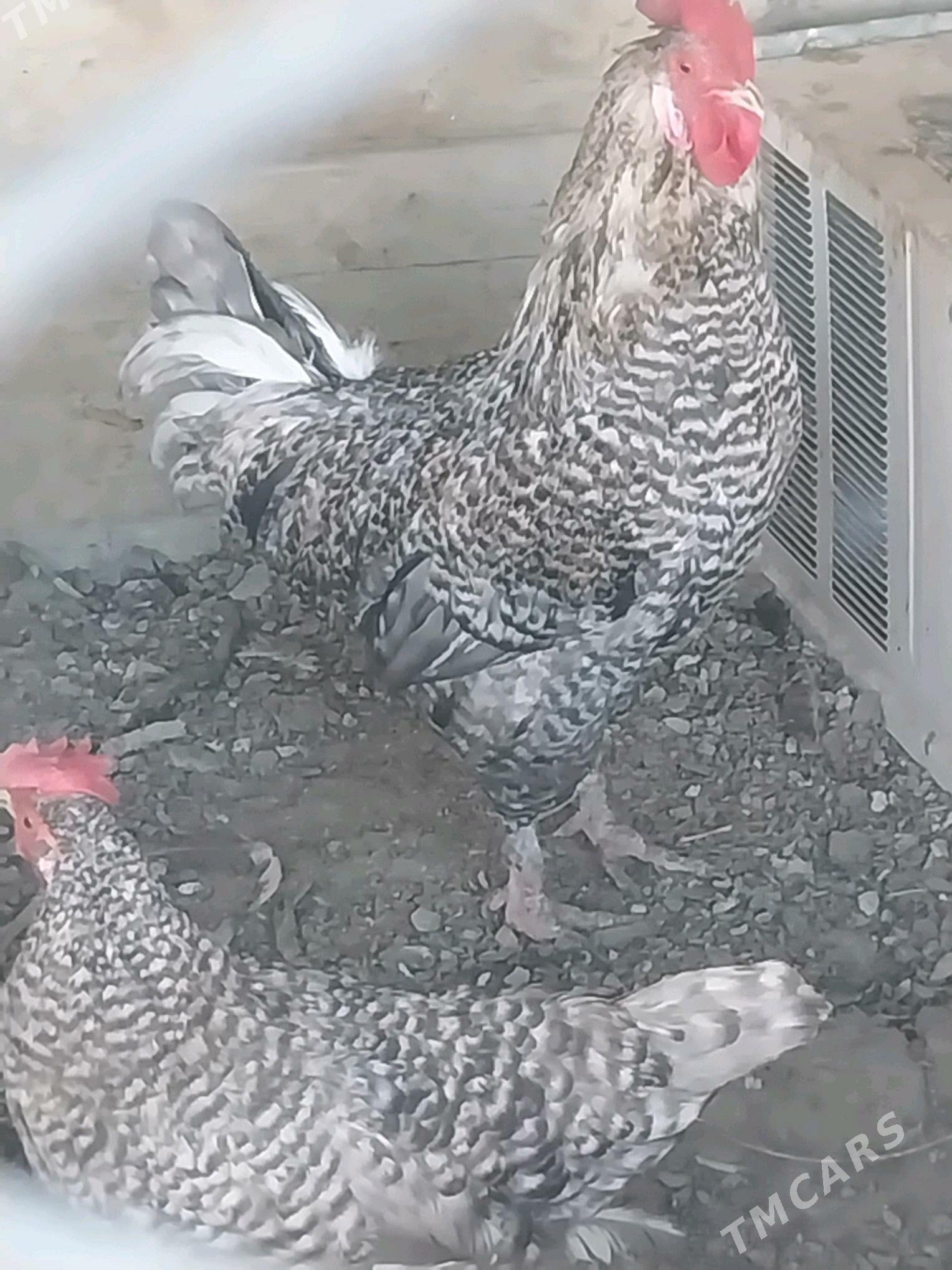 Towuk - Берекет - img 2