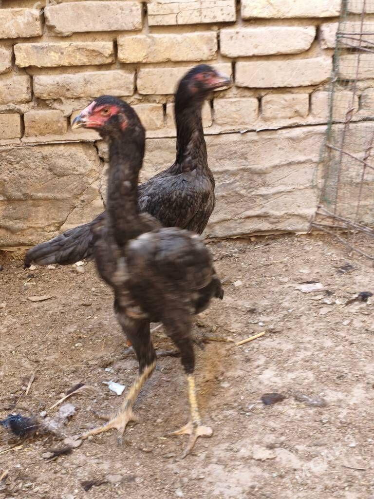 bayes taskent towuk - Mary - img 4