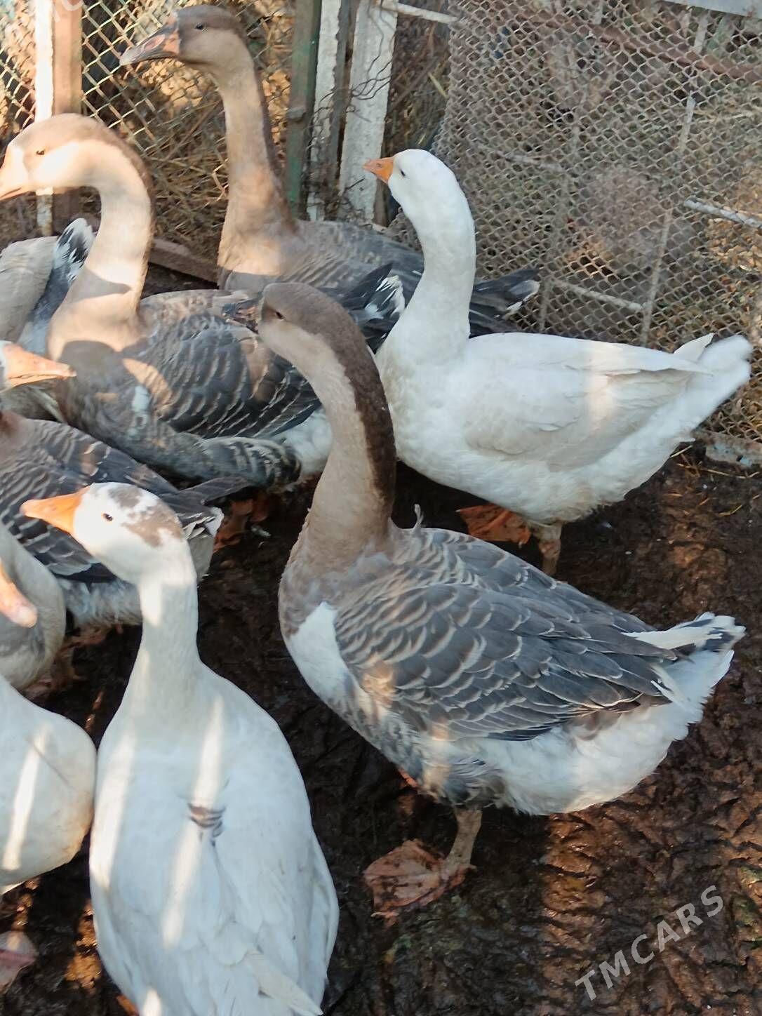 Gus, Martini gus bar. - Багир - img 2