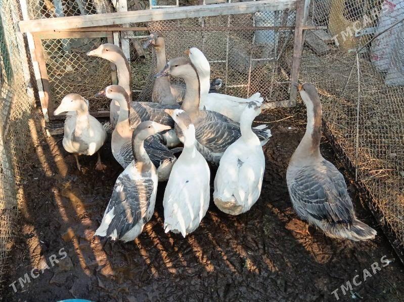 Gus, Martini gus bar. - Багир - img 3