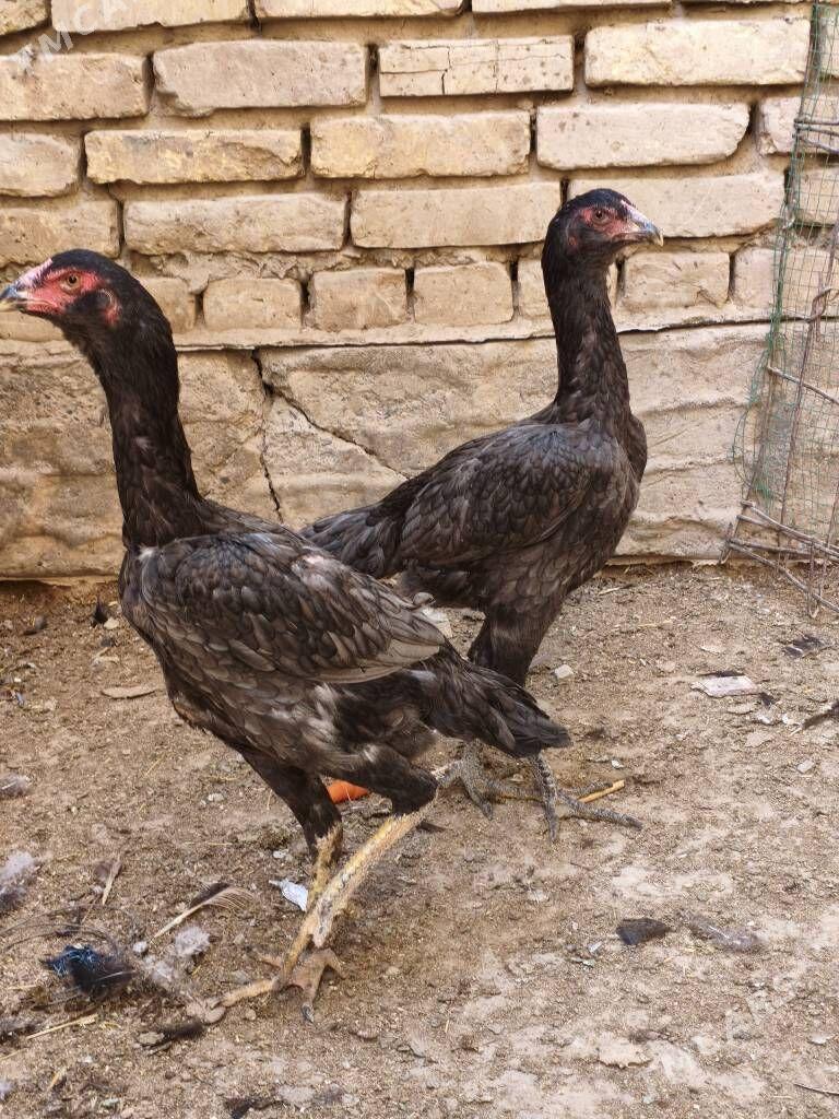 bayes taskent towuk - Mary - img 2