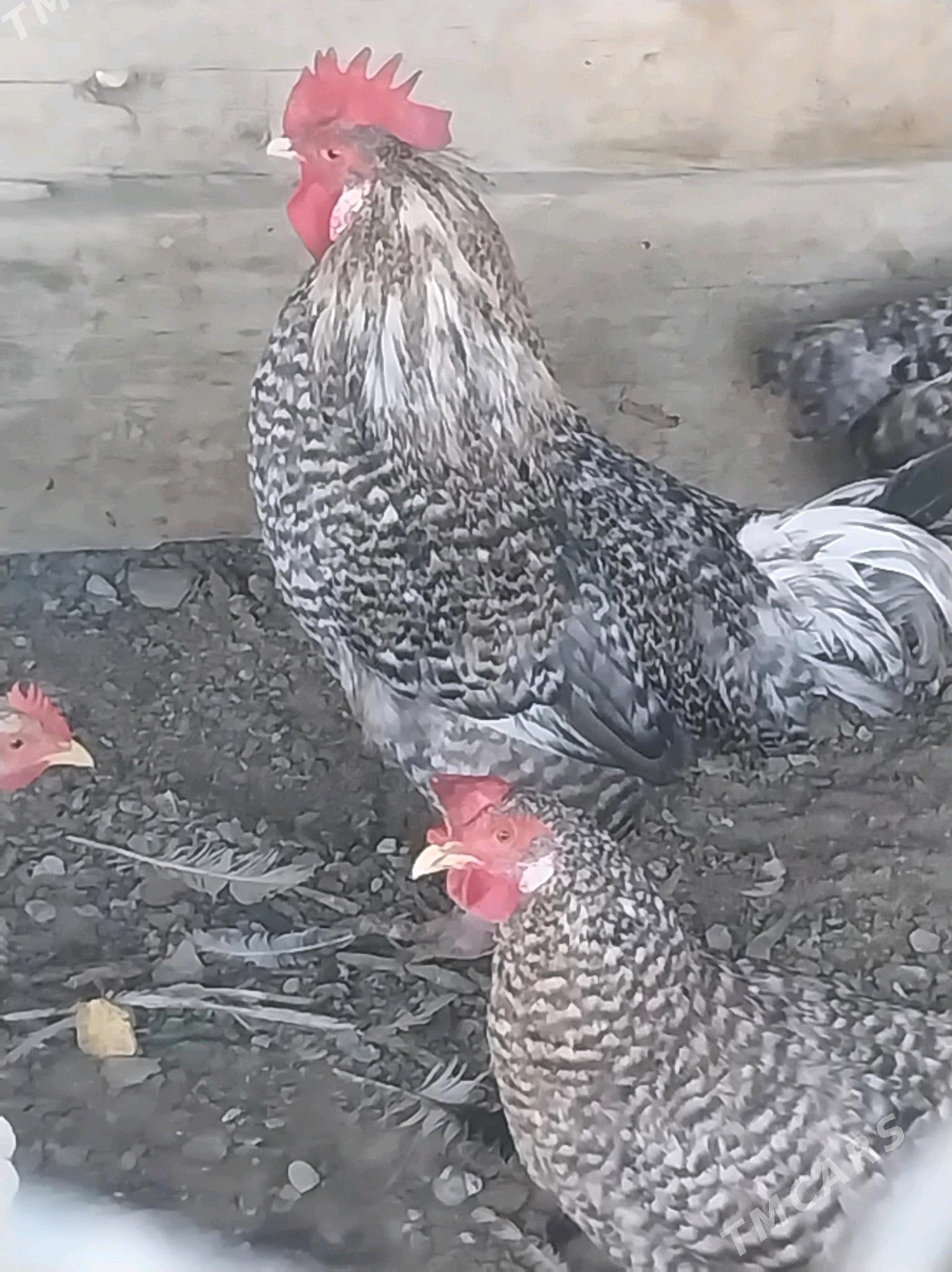 Towuk - Берекет - img 3