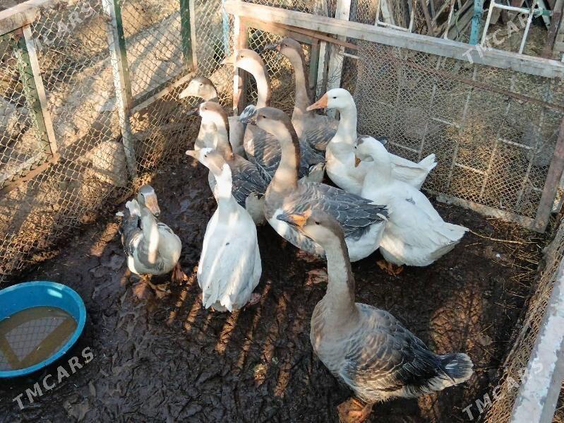 Gus, Martini gus bar. - Багир - img 4