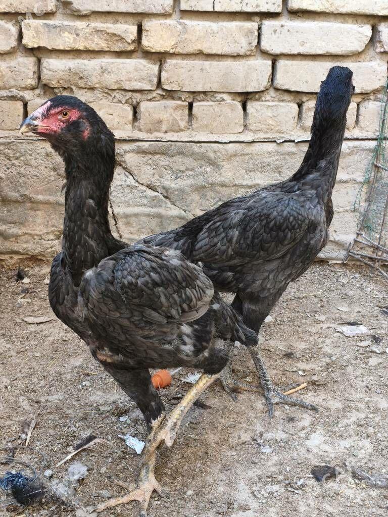 bayes taskent towuk - Mary - img 3