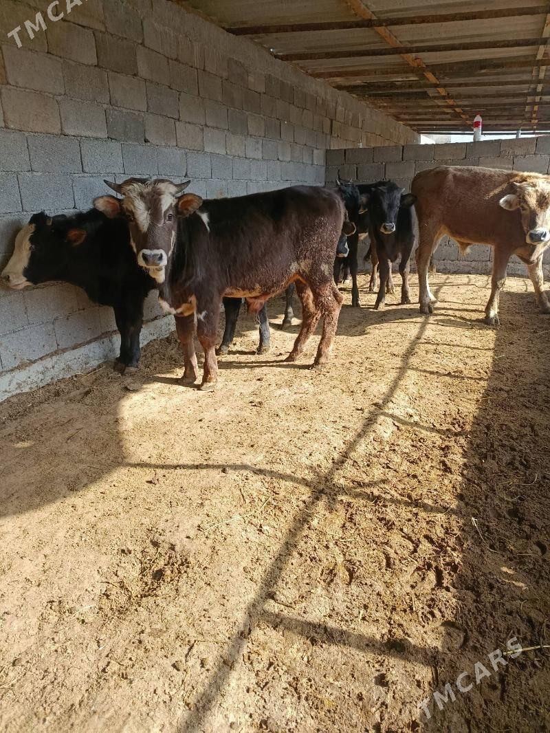 okuz ler - Büzmeýin - img 2